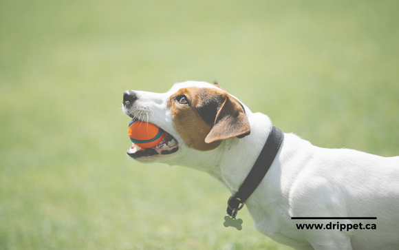 Importance of Pet Interactive Toys