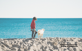 8 Things to Do With Your Dog - Summer Edition