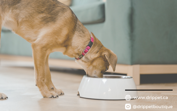 The Ultimate Guide to Choosing Healthy Food for Your Dog