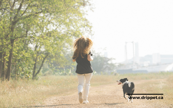 Dog Trainer: Everything about hiring a Dog Trainer