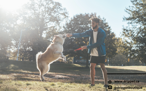 The Do's and Don'ts of Dog Training: How to Stop Your Dog from Jumping on Guests