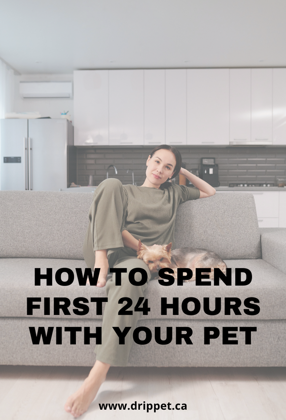 How to Spend First 24 Hours With Your Pet