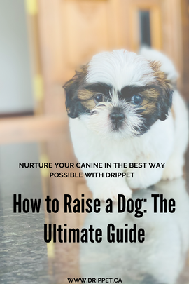 How to Raise a Dog: The Ultimate Guide