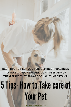 5 Tips- How to Take care of Your Pet