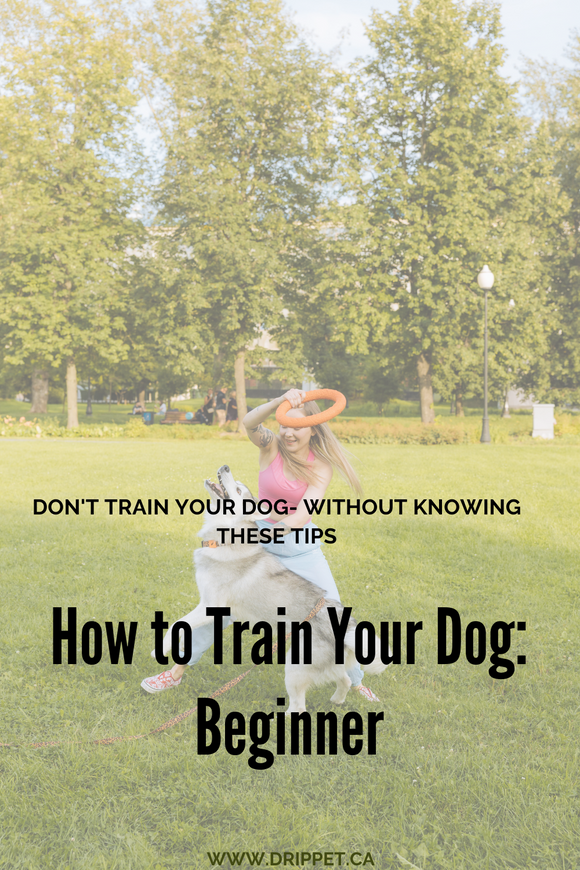 How to Train Your Dog: Beginner