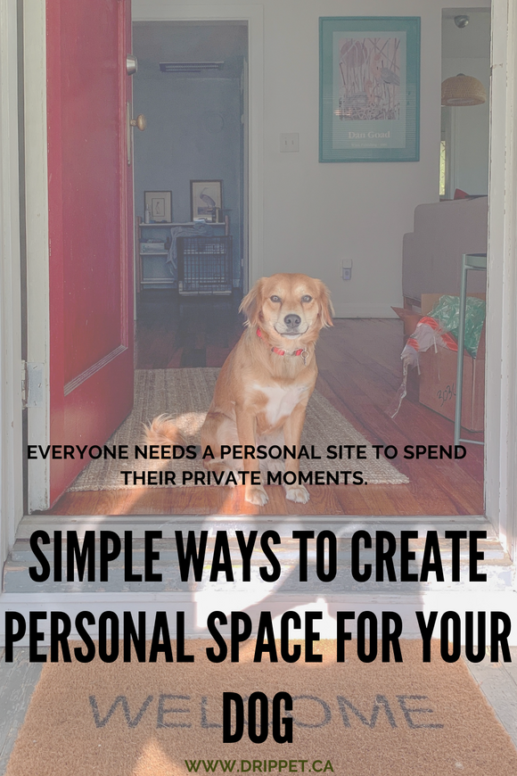 Simple Ways to Create Personal Space for Your Dog