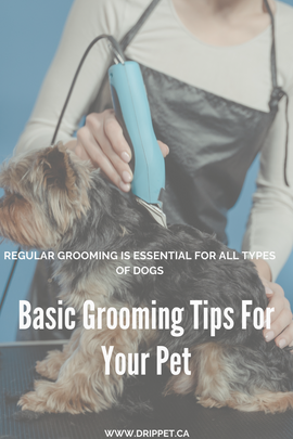 Basic Grooming Tips For Your Pet