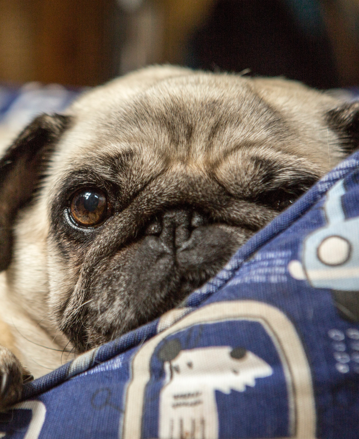 Pug sleeping in a bed