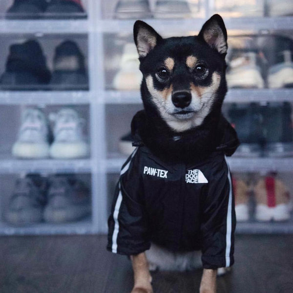 The Dog Face Windbreaker